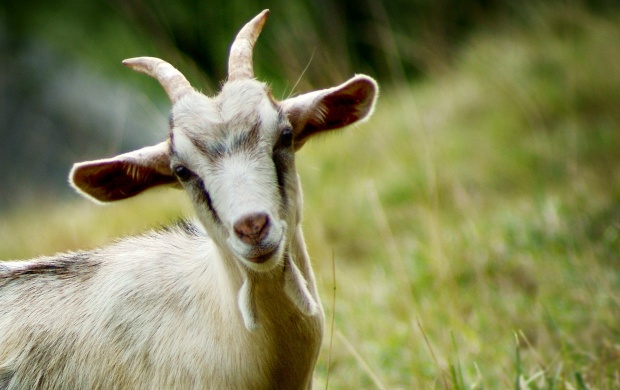 Beautiful Goat (click to view)