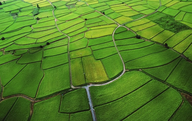 Beautiful Green Farms (click to view)