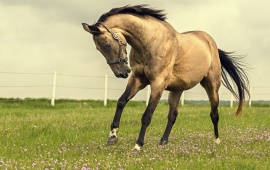 Beautiful Horse In Grass Field