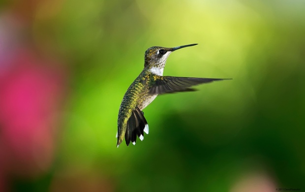Beautiful Hummingbird (click to view)