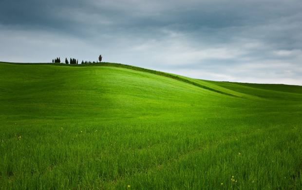 Beautiful Landscape Grass (click to view)