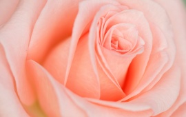 Beautiful Light Pink Rose