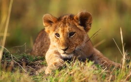 Beautiful Lion Cub