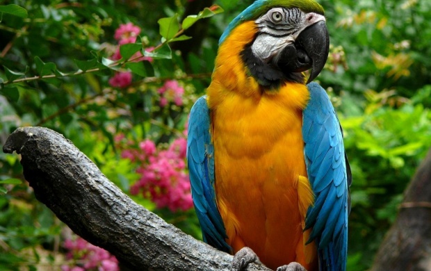 Beautiful Macaw Parrot