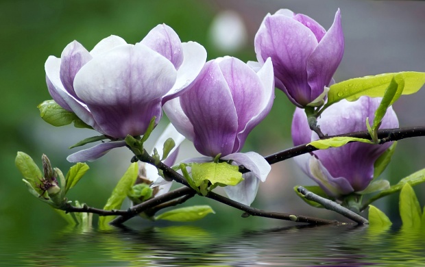 Beautiful Magnolia Flowers (click to view)