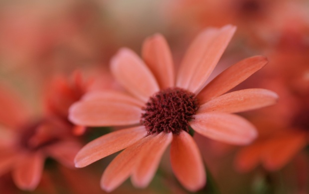 Beautiful Orange Flower (click to view)
