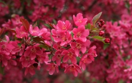 Beautiful Pink Flowers Branch