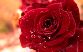 Beautiful Red Rose With Water Drops