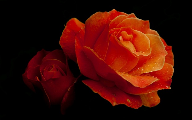 Beautiful Red Roses