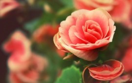 Beautiful Roses Flowers Close-Up