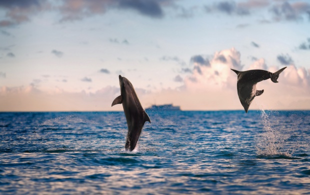 Beautiful Sea Dolphins (click to view)