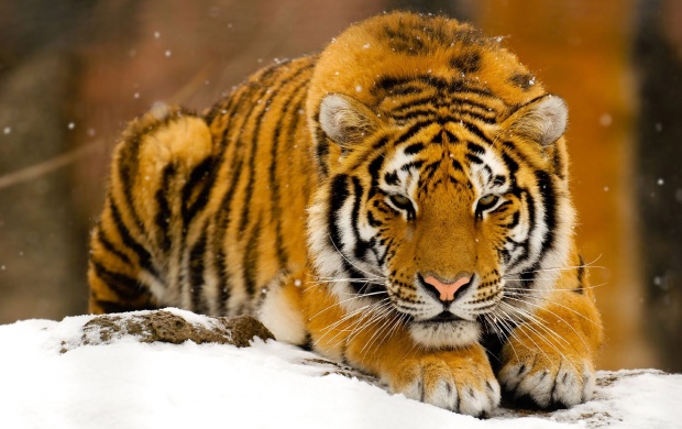 Beautiful Siberian Tiger (click to view)
