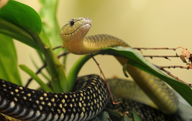 Beautiful Snake In Leaves