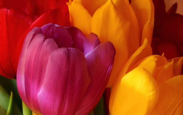 Beautiful Tulips (click to view)