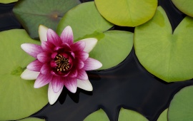 Beautiful Water Lotus Flower