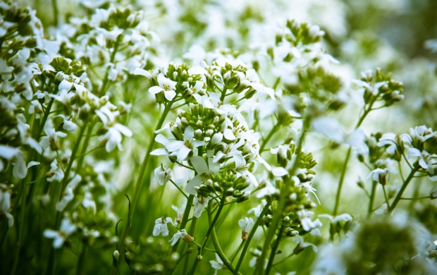 Beautiful White And Green Flowers