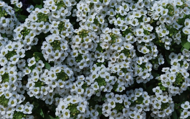 Beautiful White Flowers (click to view)