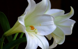 Beautiful White Lily Flower