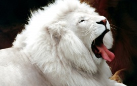 Beautiful White Lion