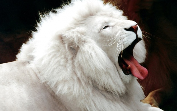 Beautiful White Lion (click to view)