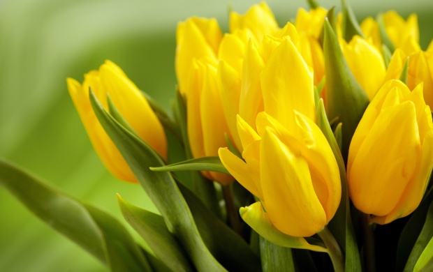 Beautiful Yellow Tulips (click to view)