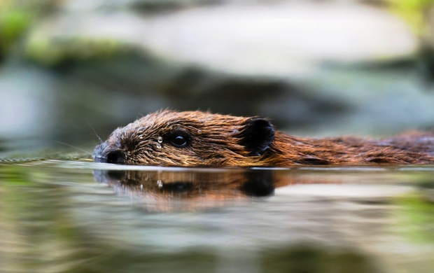 Beaver Swimming (click to view)