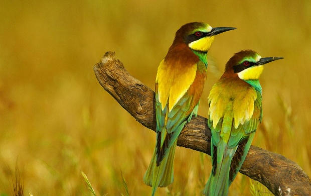 Bee Eater Birds (click to view)