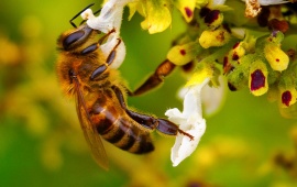 Bee Macro Flower