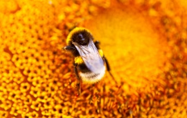 Bee On Orange Flower