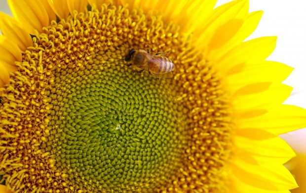 Bee on Sunflower (click to view)