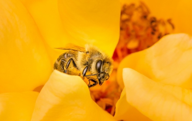 Bee Orange Flower (click to view)