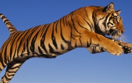 Bengal Tiger Jumping