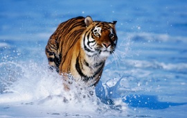 Bengal Tiger Running In Water
