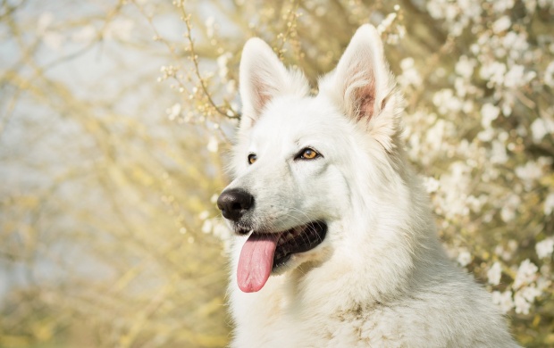 Berger Blanc Suisse Dog (click to view)