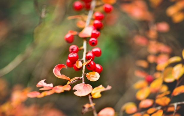 Berries Red Branch Autumn Leaves