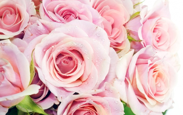 Best Pink Roses (click to view)