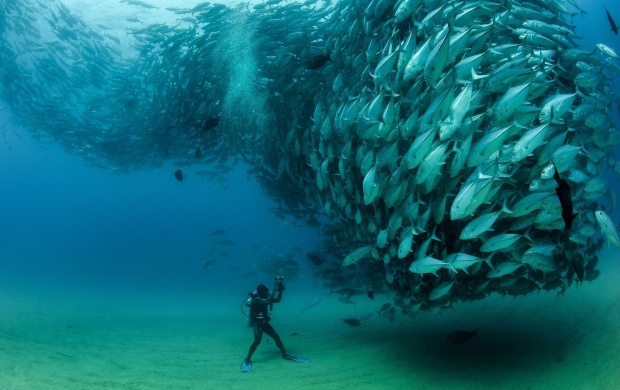 Big Bank Of Fish (click to view)