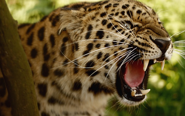 Big Cat Leopard (click to view)