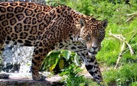 Big Cats Jaguars