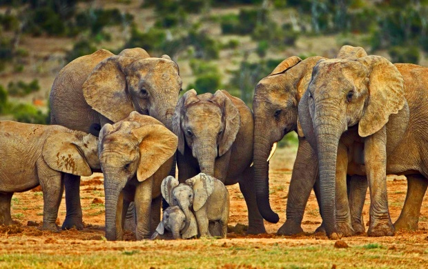 Big Elephant Family