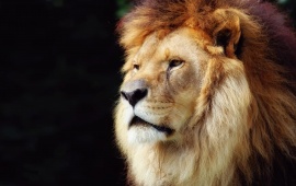 Big Lion Head