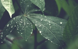 Big Rain Drops on Leaf