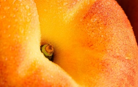 Big Ripe Peach Fruit Macro