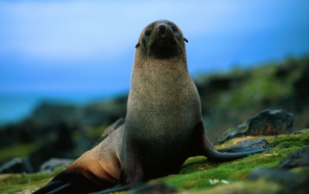 Big Seal (click to view)