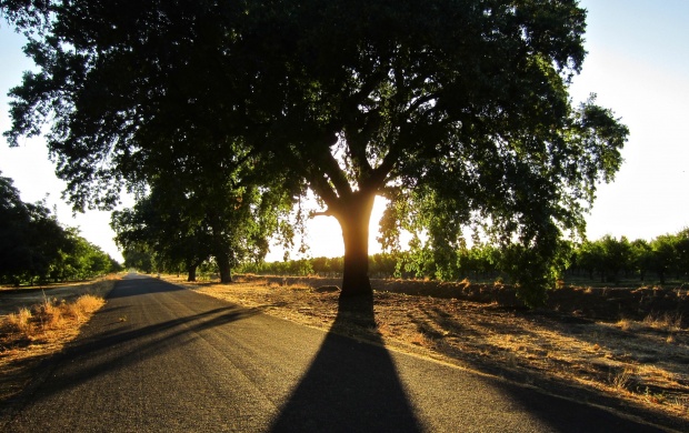Big Tree Shadow On Th Road (click to view)