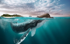 Big Whale Swimming