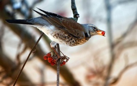 Bird Eating Red Berries