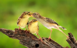 Bird Feeding Baby Bird