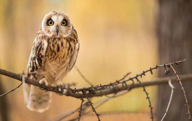 Bird Owl Branch (click to view)