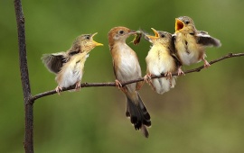 Birds Feeding Babies